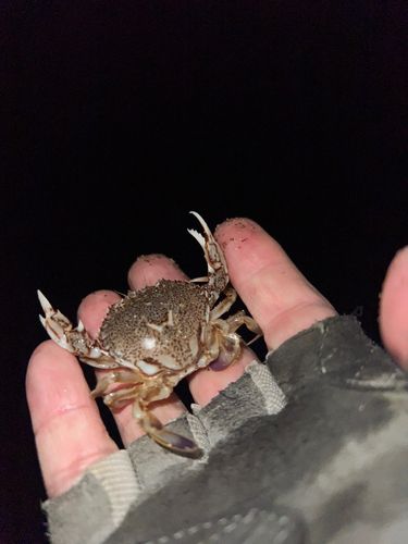 ヒラツメガニの釣果