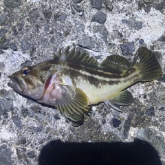 シマゾイの釣果