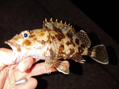 ガシラの釣果
