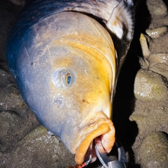 コイの釣果