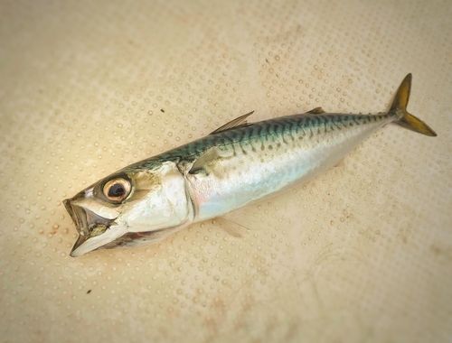 サバの釣果