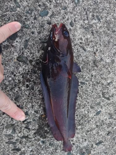 ドンコの釣果