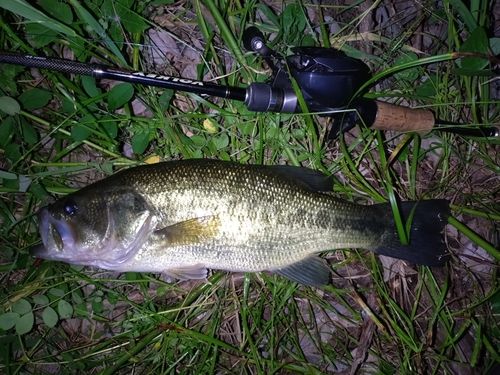 ラージマウスバスの釣果