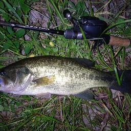 ラージマウスバス