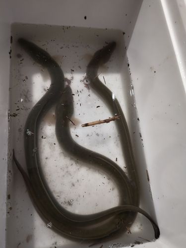 ニホンウナギの釣果