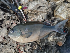 オナガグレの釣果