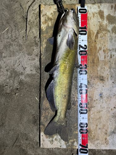 アメリカナマズの釣果