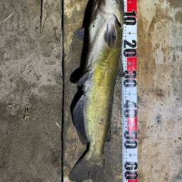 アメリカナマズ