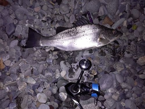 セイゴ（ヒラスズキ）の釣果