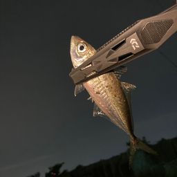 アジ