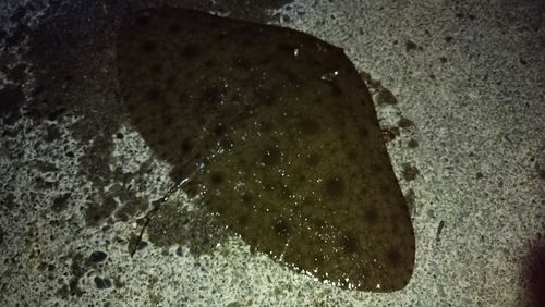 ツバクロエイの釣果