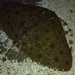 ツバクロエイ