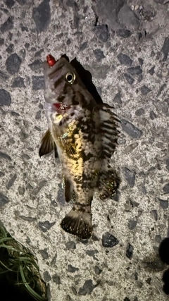 ソイの釣果