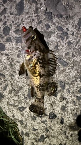 ソイの釣果