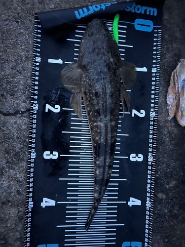 マゴチの釣果