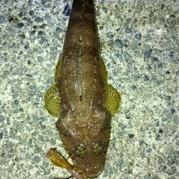 マゴチ