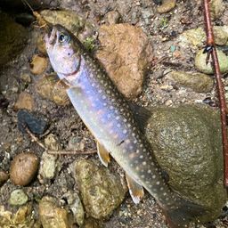 ニッコウイワナ