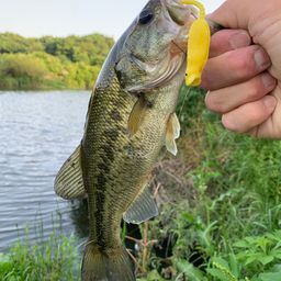 ブラックバス