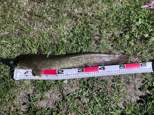 ニホンナマズの釣果