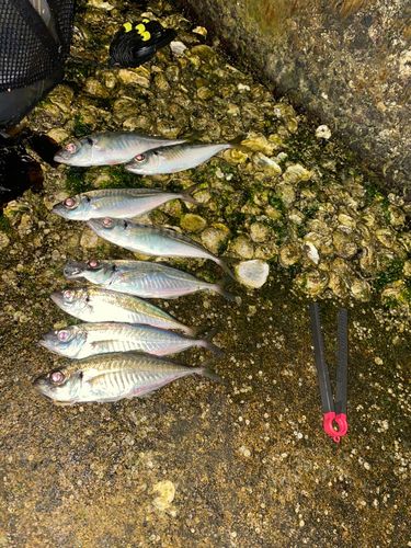 アジの釣果