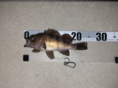 シロメバルの釣果
