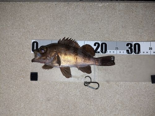 シロメバルの釣果