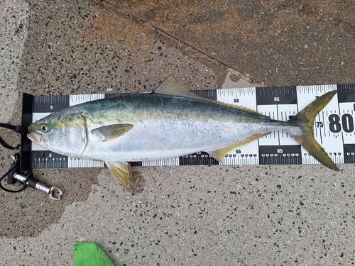 ブリの釣果