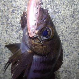 メバル