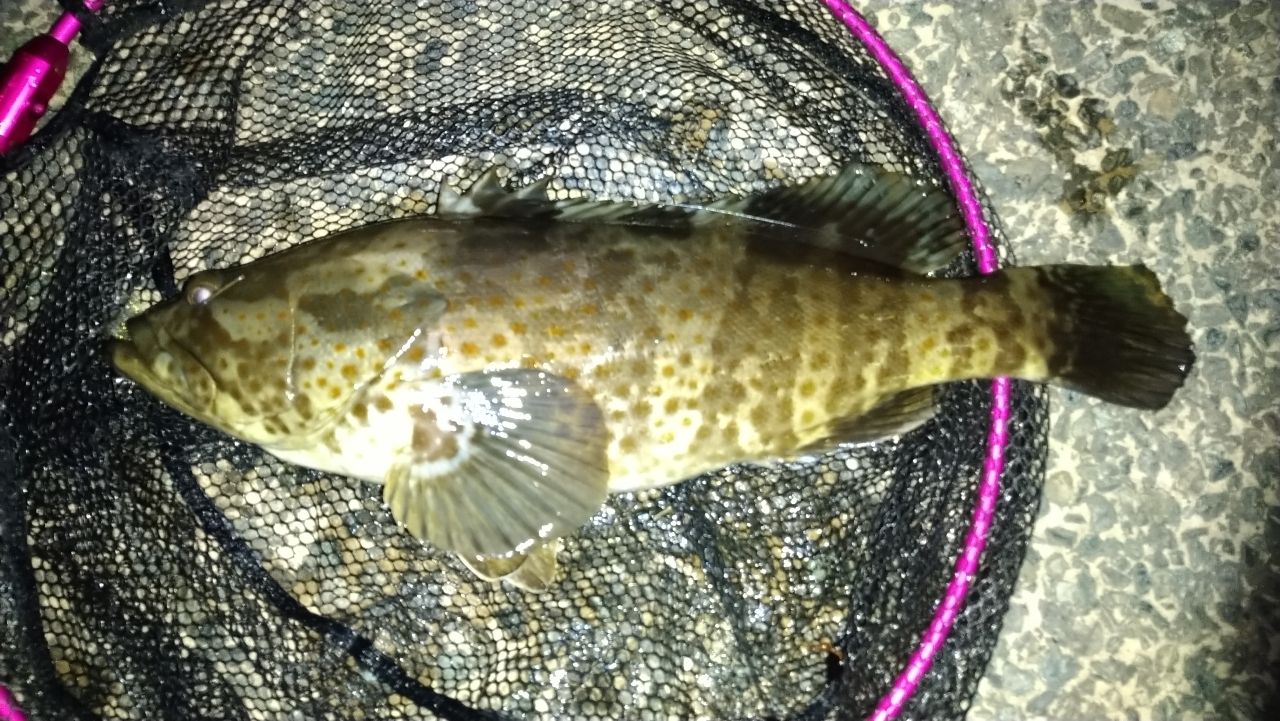 チャイロマルハタ