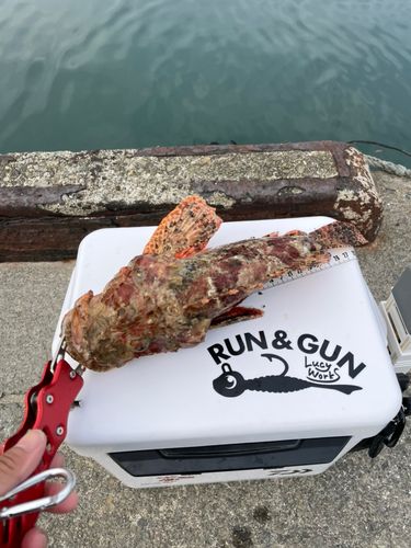 オオモンハタの釣果