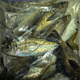 アジ