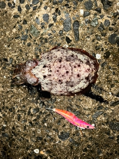 コウイカの釣果
