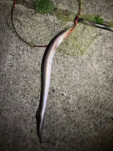 ハモの釣果