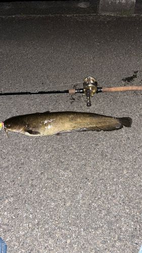 ナマズの釣果