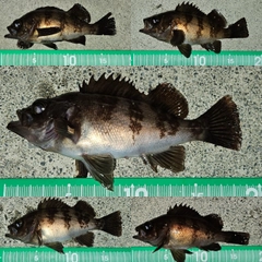 メバルの釣果