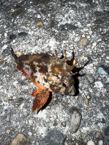 ハオコゼの釣果