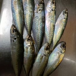 アジ