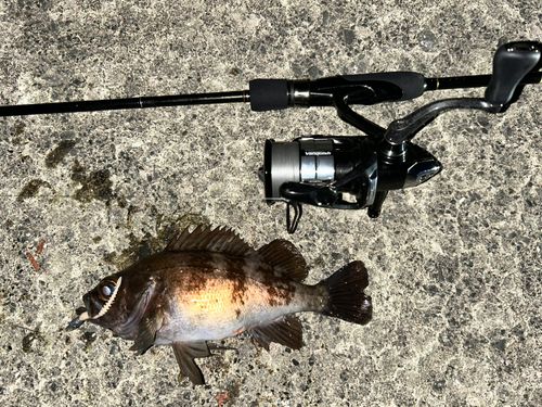 メバルの釣果