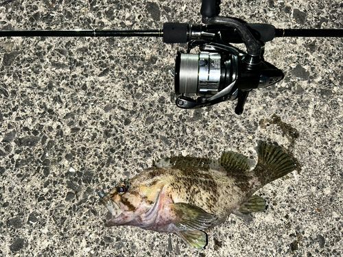 ベッコウゾイの釣果