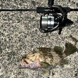 ベッコウゾイ