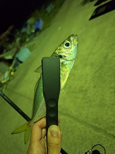 マアジの釣果