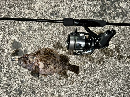 クロソイの釣果