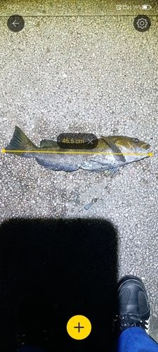 アイナメの釣果