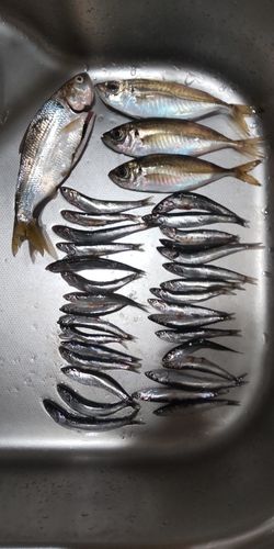 アジの釣果
