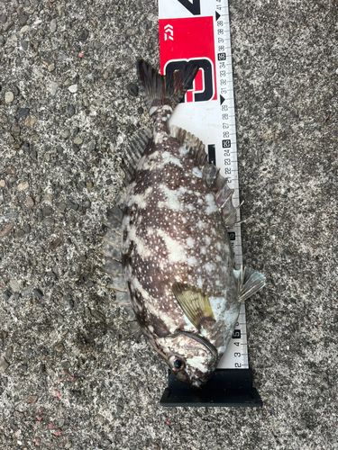 エーグヮーの釣果