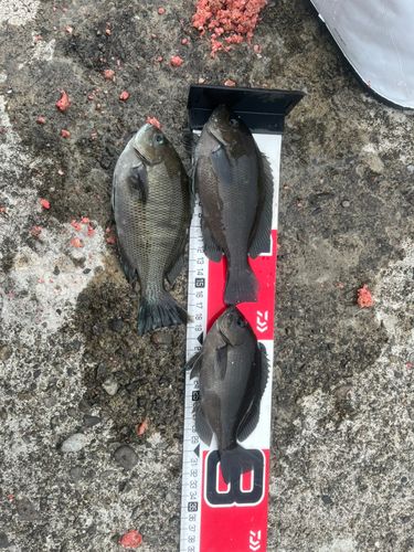 クチブトグレの釣果