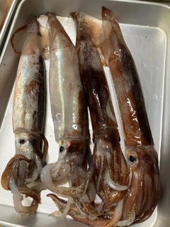 スルメイカの釣果