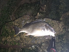 キビレの釣果