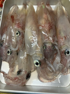 ケンサキイカの釣果