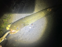 ナマズの釣果